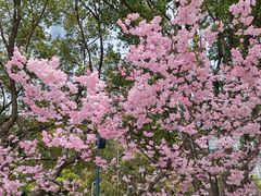 -陆家嘴中心绿地