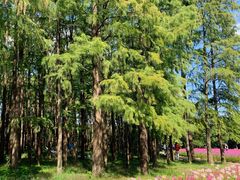 -上海共青森林公园