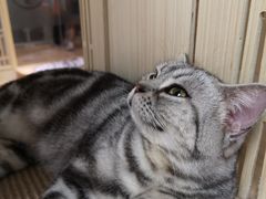 -猫和宫(六道口店)