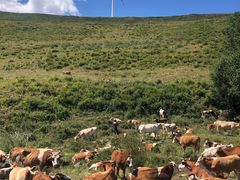 -塞罕坝国家级自然保护区