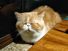 -more than meow吴止猫主题餐厅(承德 中船汇店)