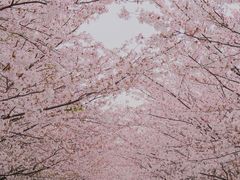 -高东镇樱花园