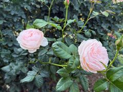 -人民公园(罗湖区)