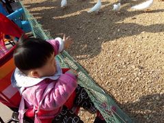 -太阳部落