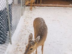 -长白山万达喜来登度假酒店