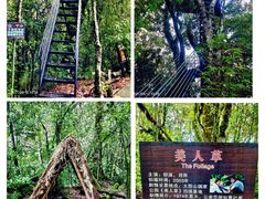 -云南屏边大围山国家公园