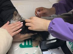 -瑞派宠物医院·24h·骨外科·皮肤科·全科宠物医疗转诊中心(沈阳浑南院)
