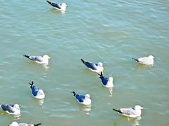 -悦海公园