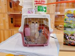 -猫十亿·布偶金渐层·曼基康矮脚猫舍(青年路店)