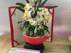 -龙大花卉苗木市场