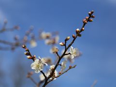 -径山花海