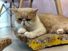 -三花喵·撸猫购宠·宠物生活馆(虹桥南丰城店)