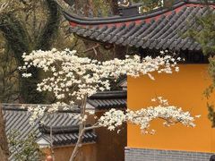 -普陀山风景名胜区-法雨禅寺
