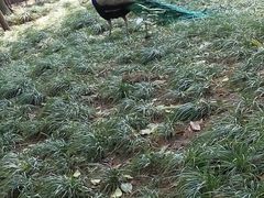 -成都大熊猫繁育研究基地