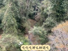 -野象谷景区