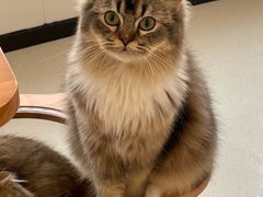 -共舞时光猫咖·狗咖(新街口店)