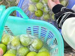 -新塘水果乐园(东洲大道店)