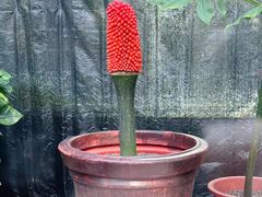 -北京植物园-展览温室