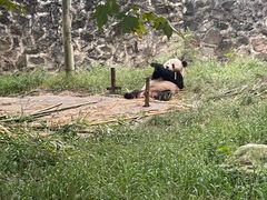 -都江堰中华大熊猫苑