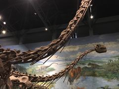 -自贡恐龙博物馆