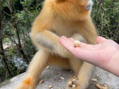 -朝阳沟
