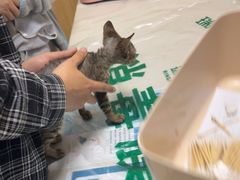 -瑞派宠物医院·24h·骨外科·皮肤科·全科宠物医疗转诊中心(沈阳浑南院)