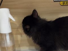 -瑞派宠物医院·犬猫全科·猫友好(宾水西道店)