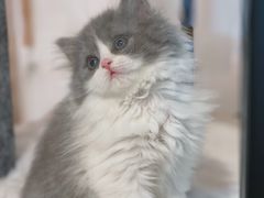 -佐罗家宠物馆·猫文化馆(紫霞路店)