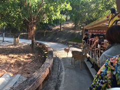 -清迈夜间动物园