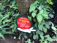 -呀诺达热带雨林