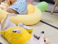 -逗柴咖啡屋·狗咖猫咖宠物桌游