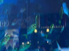 -迪拜水族馆及水下动物园
