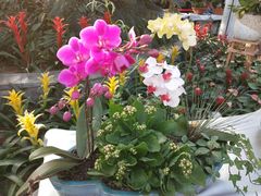 景点温室花-郑州植物园