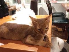-猫小院猫主题餐厅(三里屯店)