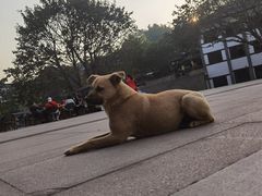 -磁器口古镇