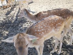 -北京麋鹿生态实验中心