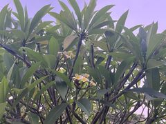 -福田红树林生态公园