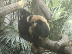 -鸡鸣汤包(红山动物园店)