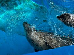 -海合安武汉极地海洋公园