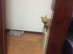 -北京观赏动物医院·24小时大型综合·猫专科·异宠专科