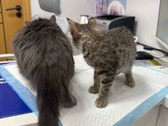 -博特宠物医院24h犬猫全科.骨科·异宠