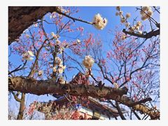 -梅花山(明孝陵内)