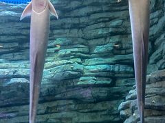 -欢乐海岸海洋奇梦馆