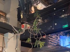 -桂满陇·海市蜃楼·黑金(国金店)