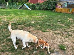 -趣玩宠物乐园寄养训犬训狗游泳池