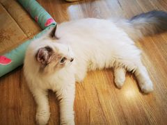 -滚猫咖啡·猫咖·猫友好撸猫(未来城店)