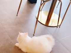 -飞行喵MR PILOT|猫舍·猫咖(静安大融城店)