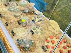 -中国科学院西双版纳热带植物园