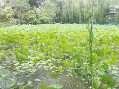 -莲湖公园