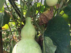 -马陆小张葡萄园农家乐